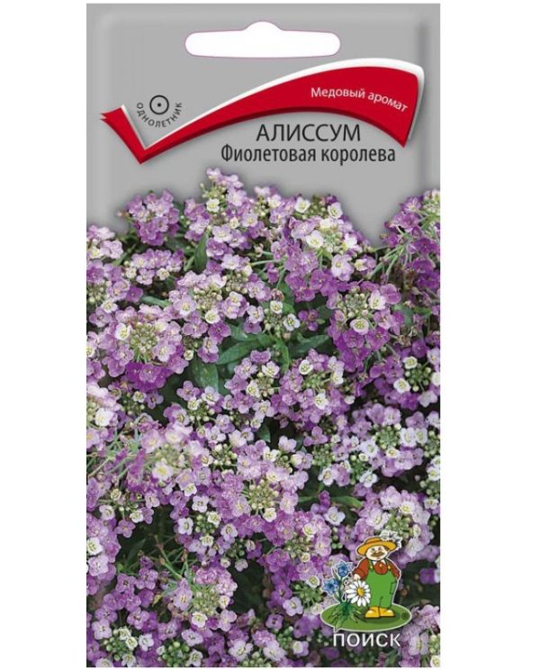 Алиссум ФИОЛЕТОВАЯ КОРОЛЕВА, П+