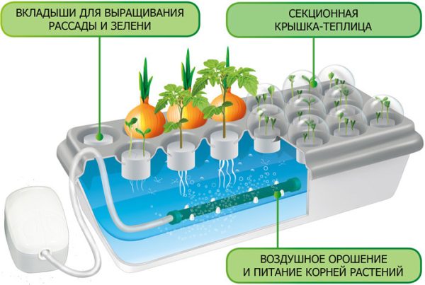 Домашняя Чудо-грядка «Здоровья КЛАД» — изображение 3