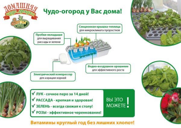 Домашняя Чудо-грядка «Здоровья КЛАД» — изображение 4