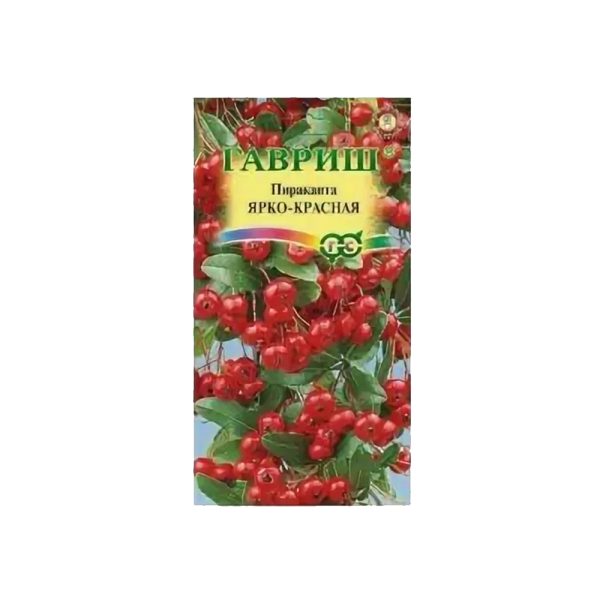Пираканта ЯРКО-КРАСНАЯ Н15, 5шт., Гав