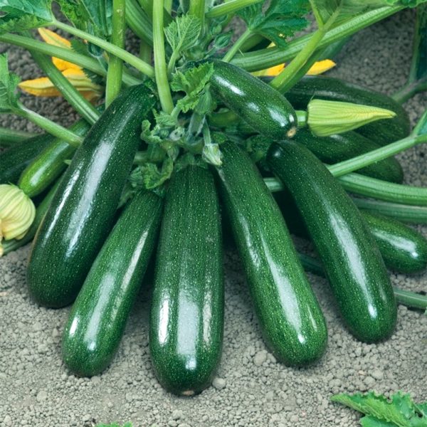 Кабачок цуккини СКВОРУШКА, 1,5гр