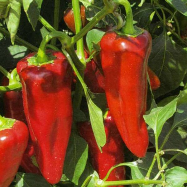 Перец острый КРАСНЫЙ ТОЛСТЯК, 0,25г