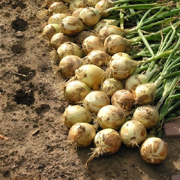 Лук репчатый ЭКСИБИШЕН, 0.5гр