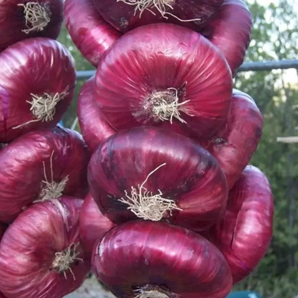 Лук репчатый ЯЛТИНСКИЙ КРАСНЫЙ, 0.5гр