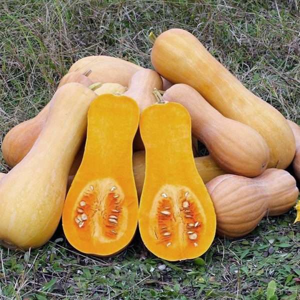Тыква мускатная ЖЕМЧУЖИНА 1,5г 1/100 ЗИ