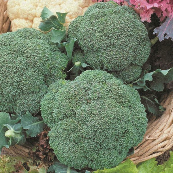 Капуста брокколи КАЛАБРЕЗЕ, 0.3гр