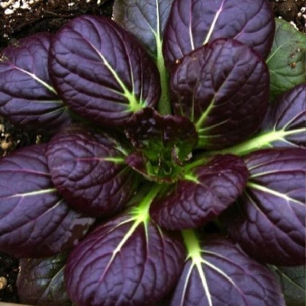 Капуста китайская ТАТСОЙ КРАСНАЯ, 0.3гр