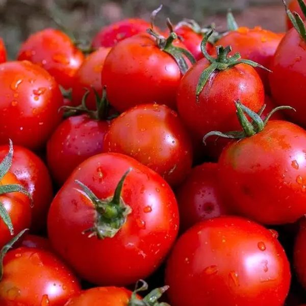 Томат ЯКУТ, 0.15гр