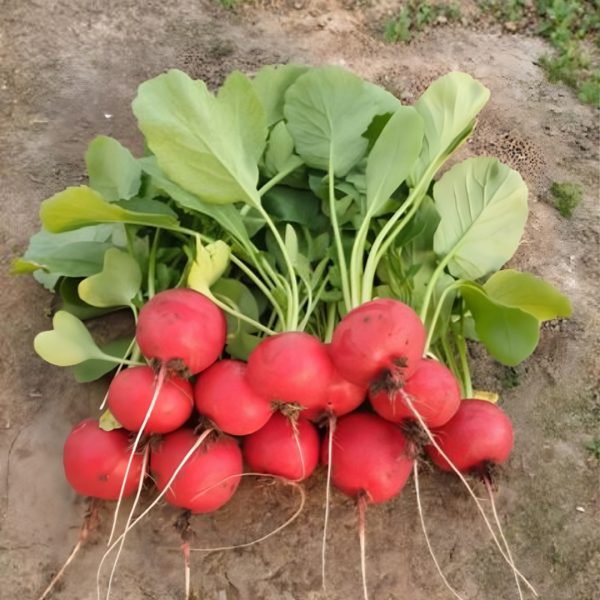 Редис ЧЕРРИЭТ, 1г, калиброванные