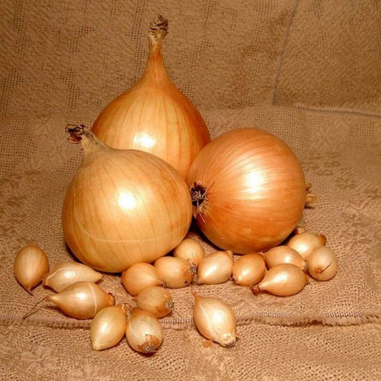 13 шетана