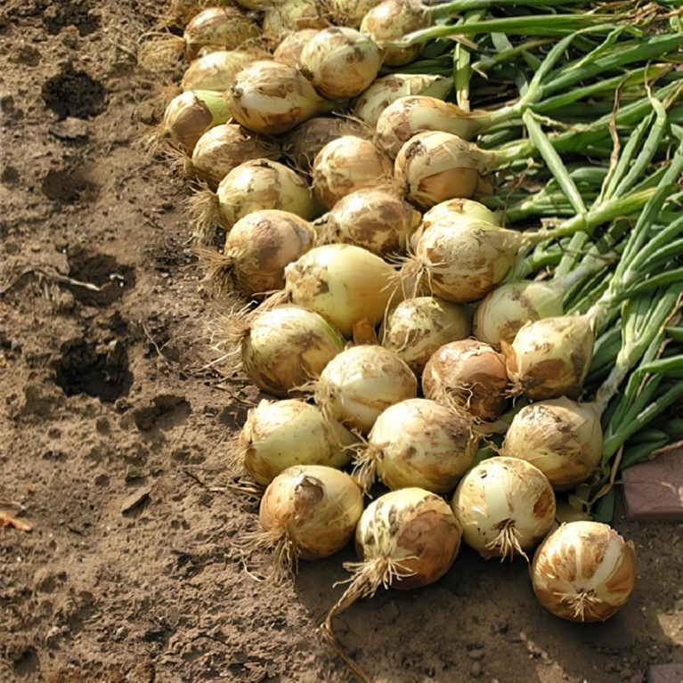 14 эксибишен