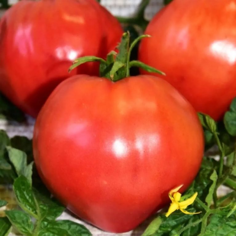 20 воловье сердце