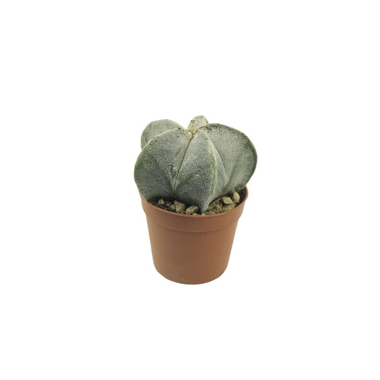 25 астрофитум мириостичела