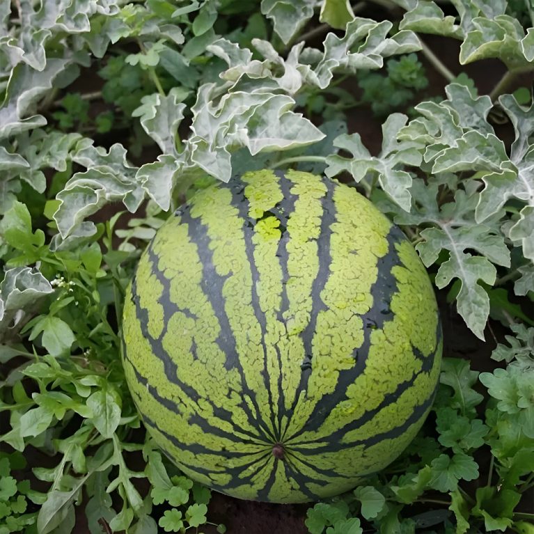 28