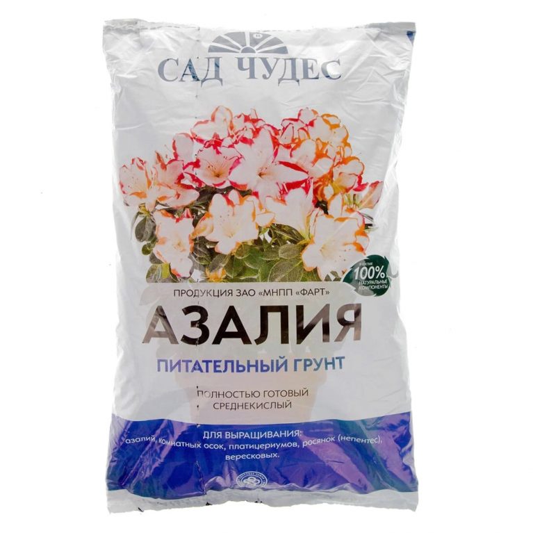 49 Азалия