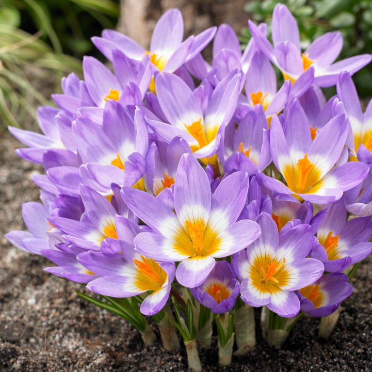 Crocus sieberi Tricolor