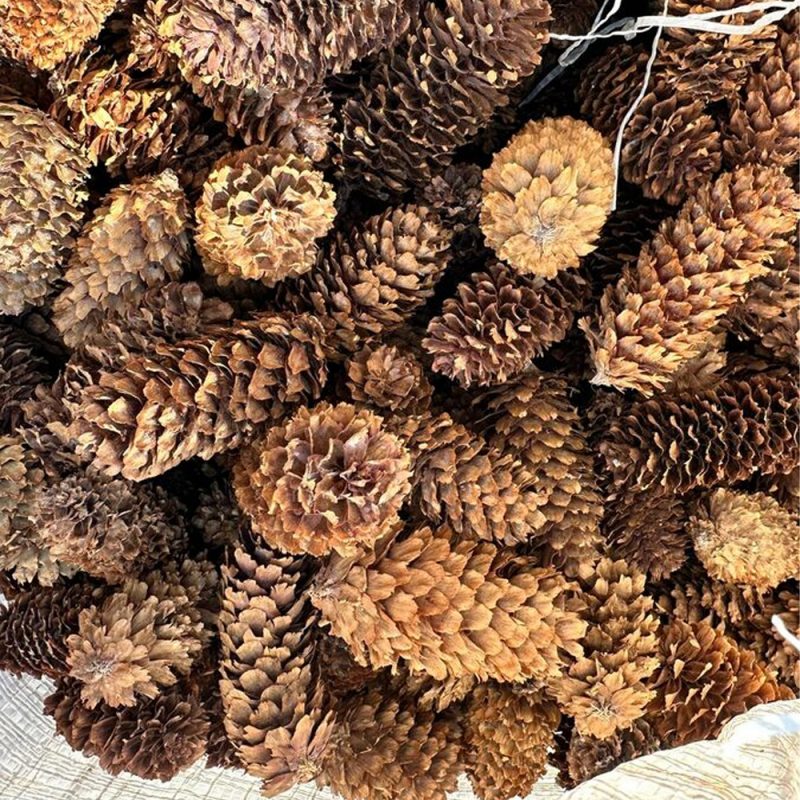 50 шишки