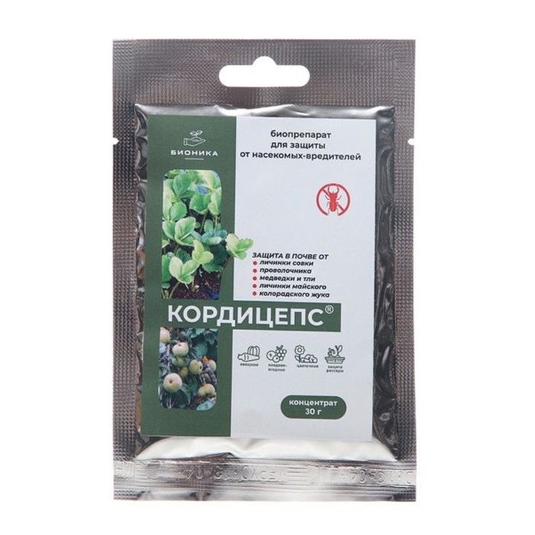 кордицепс