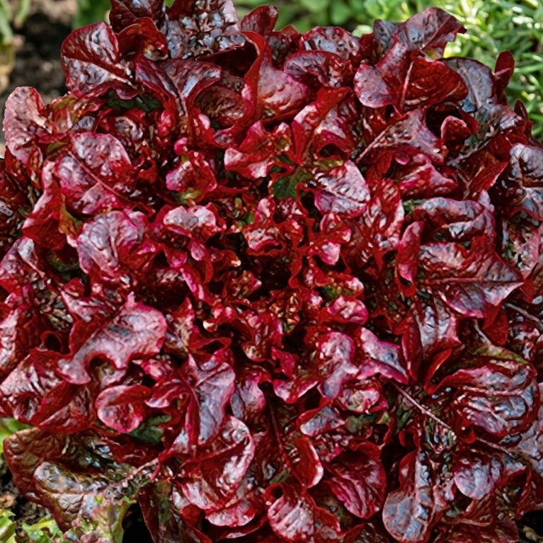 красный вельвет