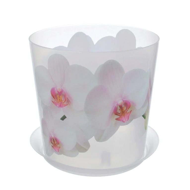 орхидея белая