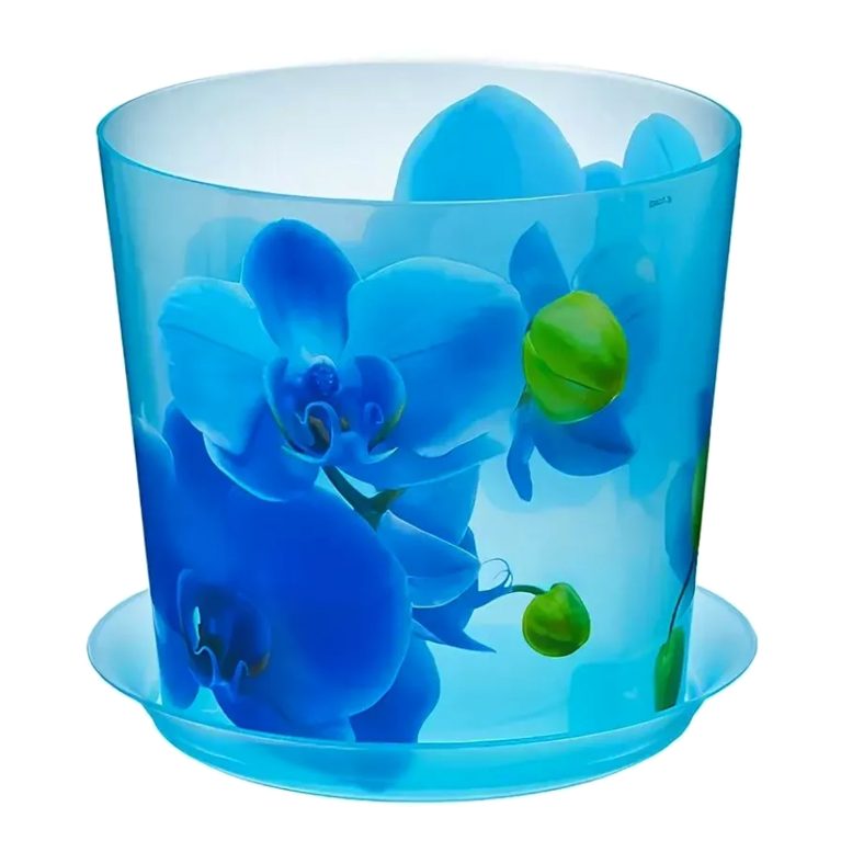 орхидея голубая 1