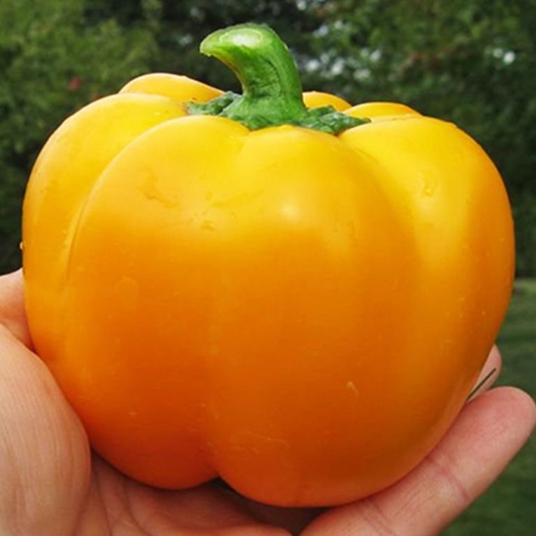 Перец сладкий ОРАНЖЕВЫЙ ЮБИЛЕЙНЫЙ, 0.25