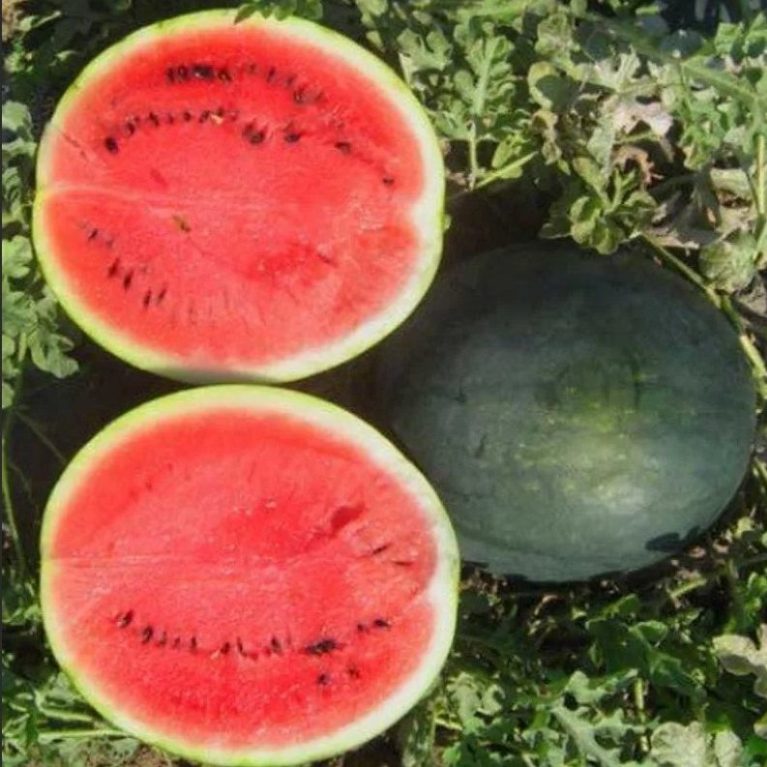 Арбуз ШУГА ДЭЛИКАТА F1