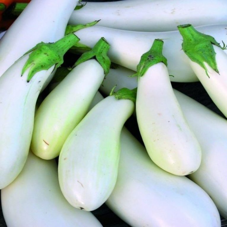 Баклажан СНЕЖНЫЙ