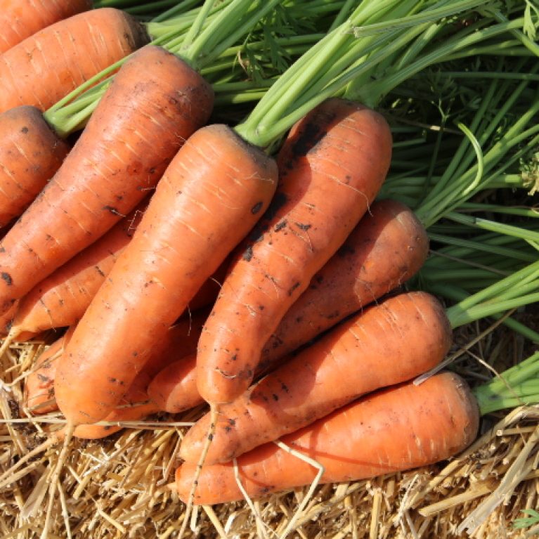 КУРОДА ШАНТАНЭ