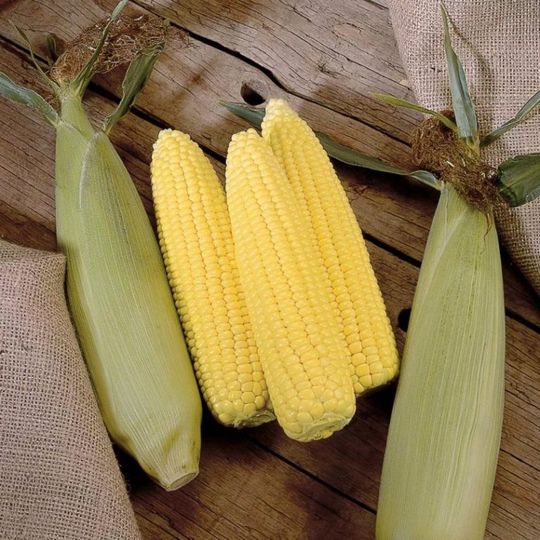 Кукуруза сахарная УТРЕННЯЯ ПЕСНЯ F1