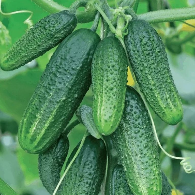Огурец КОННИ F1, 0.25г