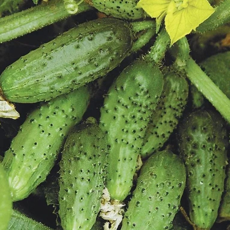 Огурец КУСТОВОЙ