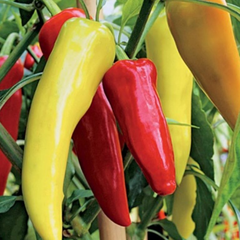 Перец сладкий БАНАН КРАСНЫЙ, 0.25г