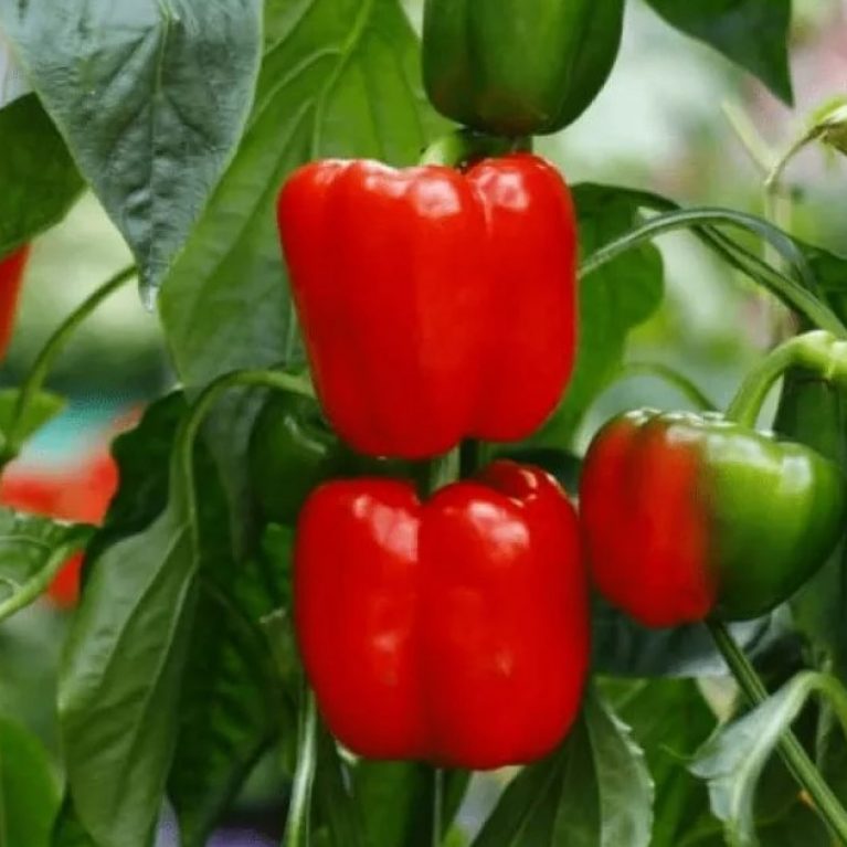 Перец сладкий ИОЛО ВОНДЕР