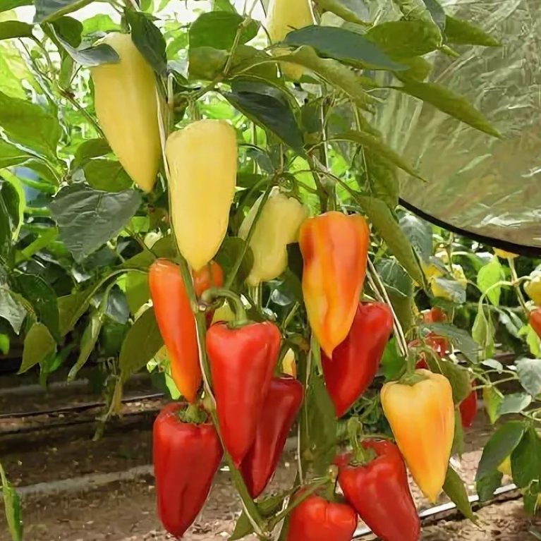 Перец сладкий КАТРИН