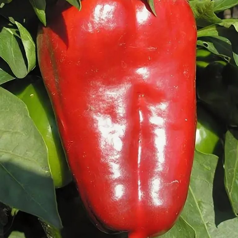 Перец сладкий КОРНЕЙ, 0.25г,