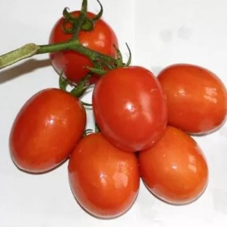Томат АМУРСКИЙ УТЕС ДВ селекция, 0.1