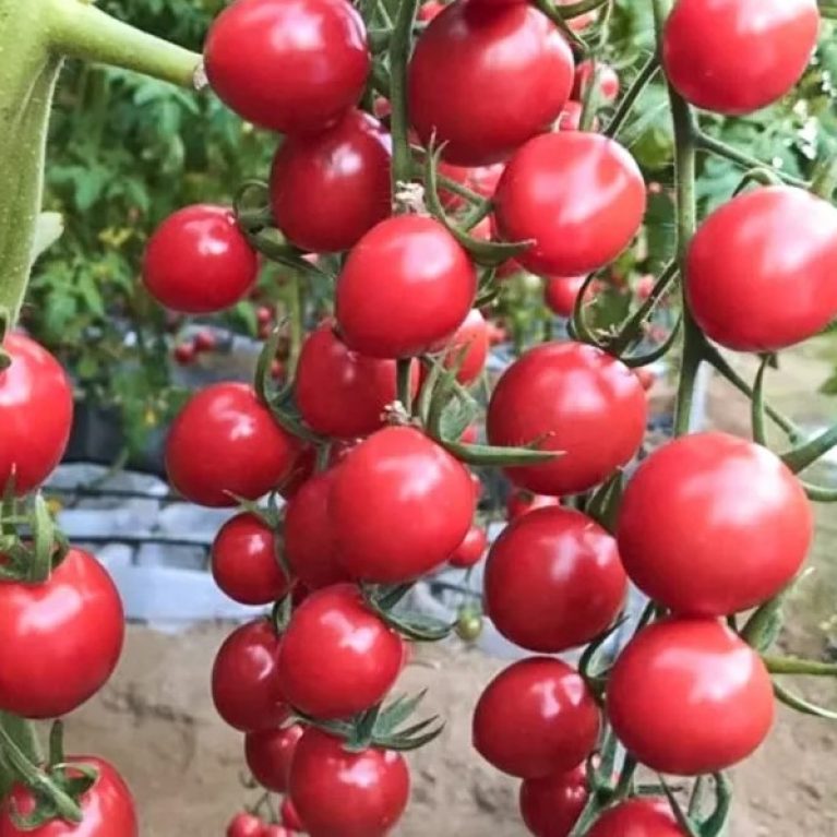 Томат ВИШЕНКА РОЗОВАЯ