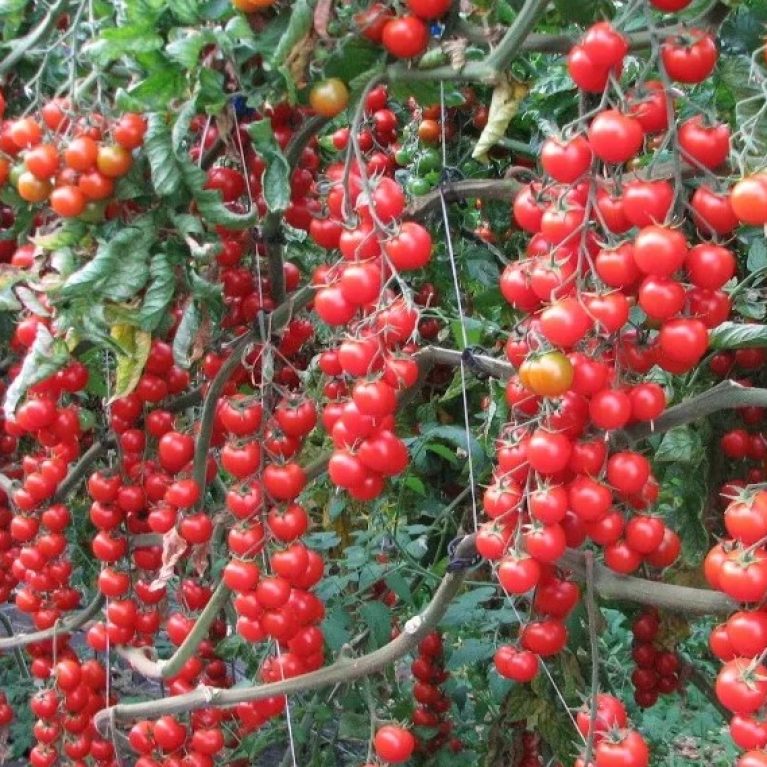 Томат ВИШНЯ КРАСНАЯ, 0.15г