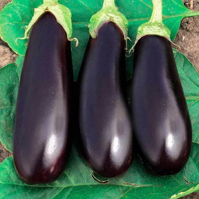 агат ф1