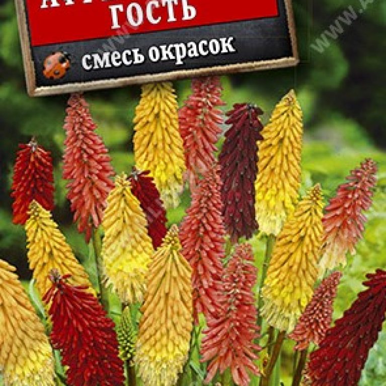 африканский гость