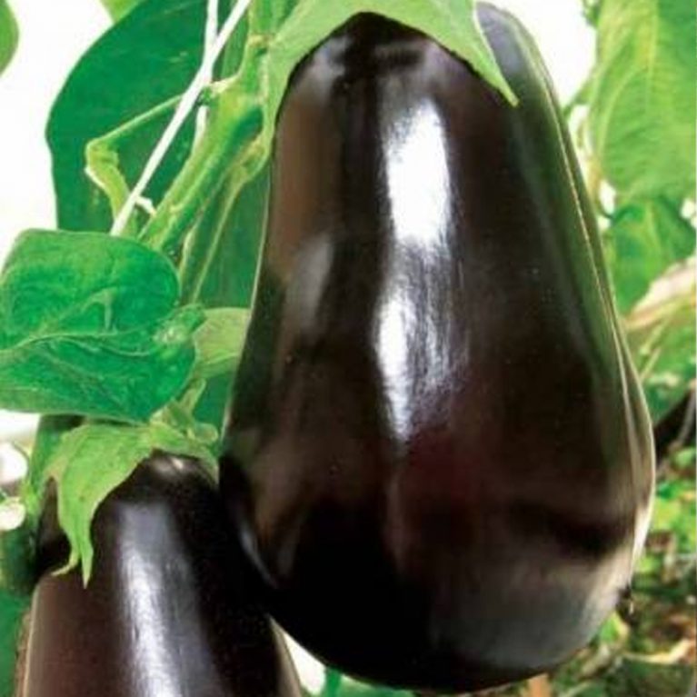 викар