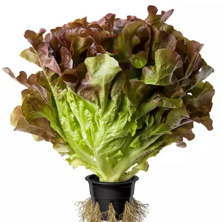 дуболистный 35