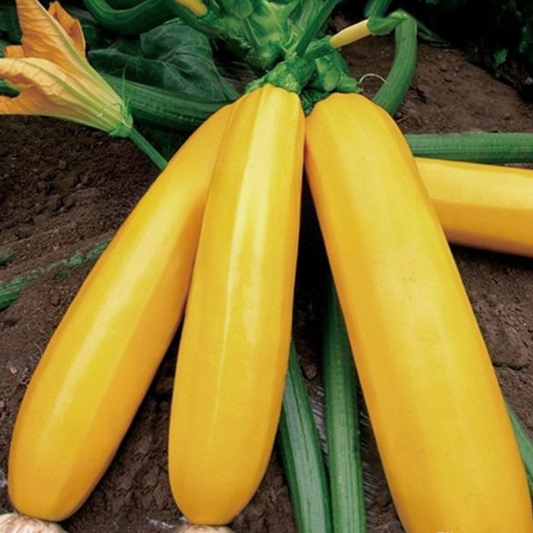 желтоплодный 37