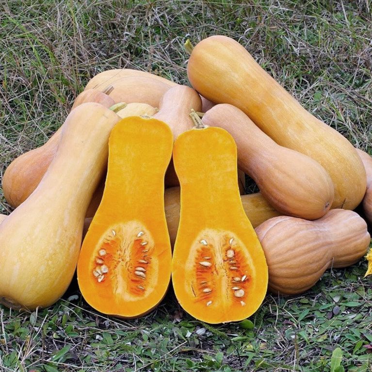 жемчужина 48