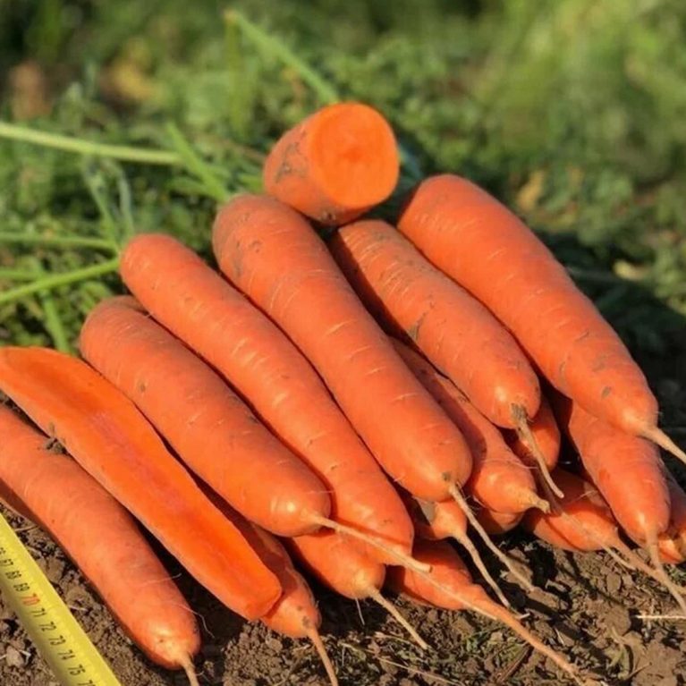 зафиро 03