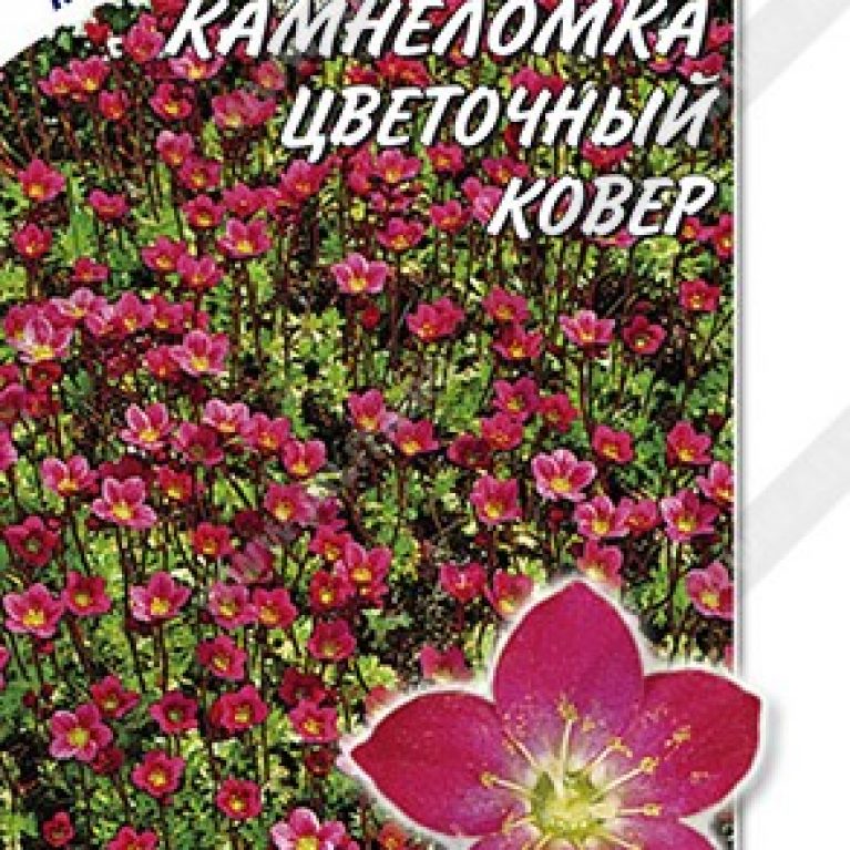 камнеломка