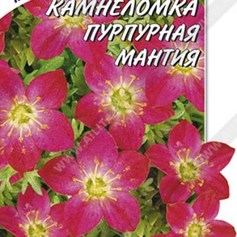 камнеломка пурпурная
