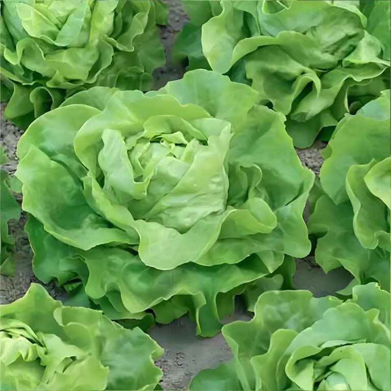 кропнокочанный 29