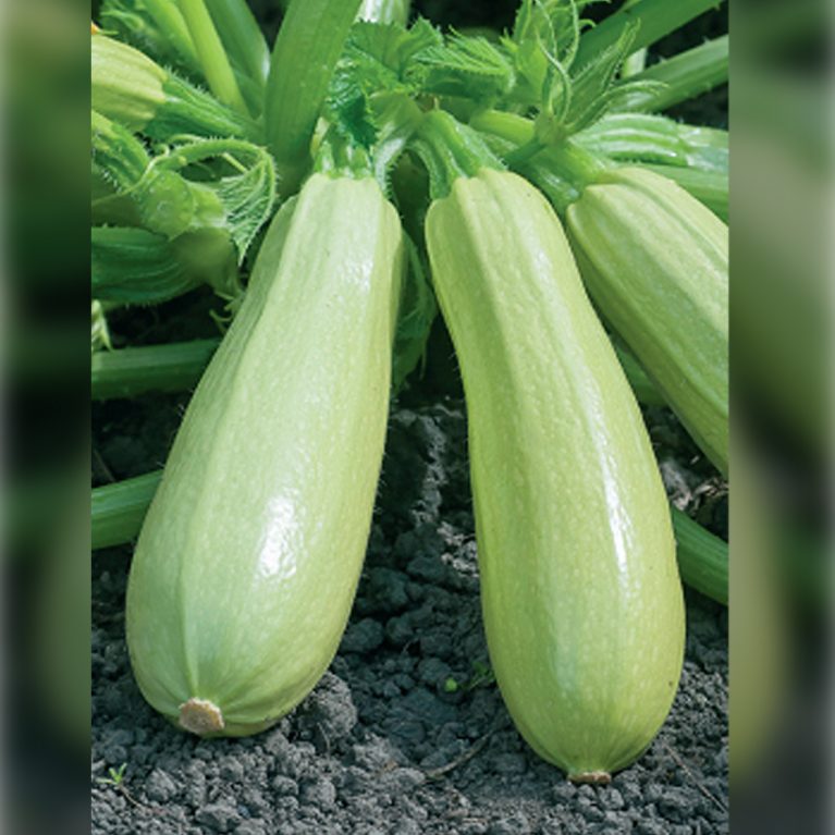 мальчуган 34